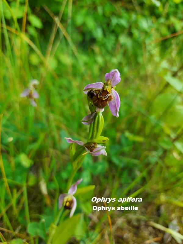 Photo Ophrys apifera Charles MILLET Champagne Gabriel Boutet