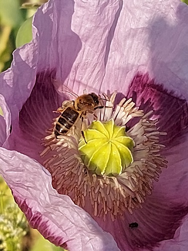 photo abeille sur pavot