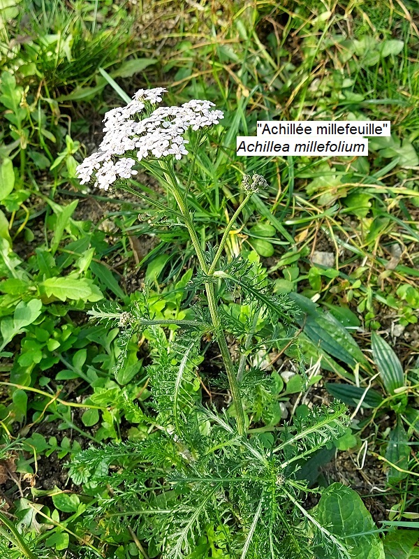 Achillea millefolium 2