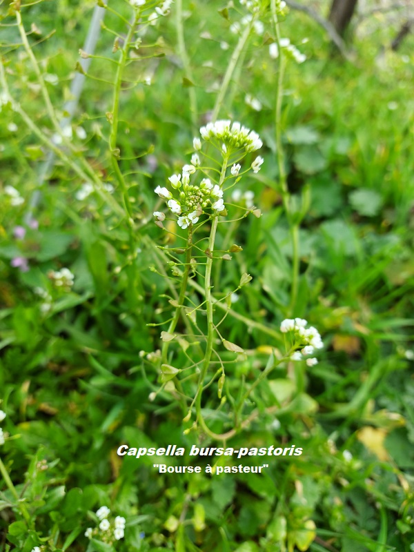 Capsella bursa pastoris