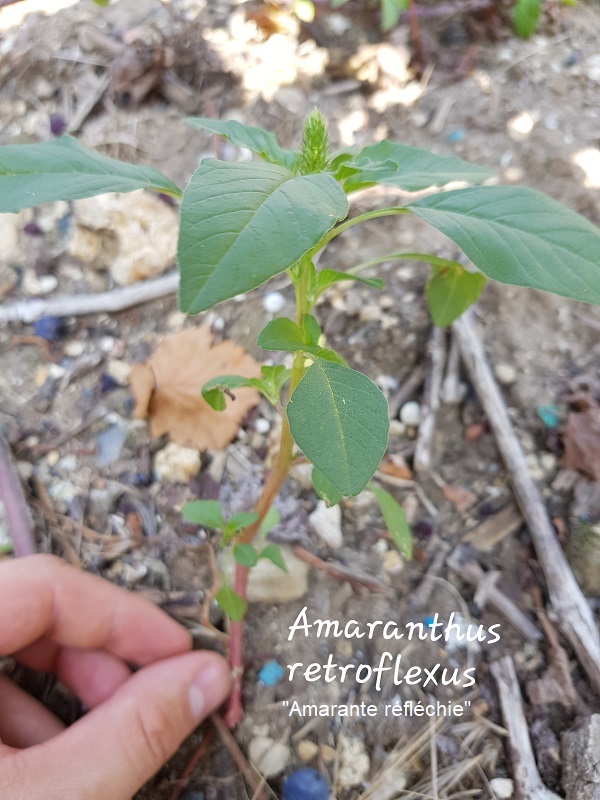 Photo Amaranthus retroflexus Charles MILLET Champagne Gabriel Boutet