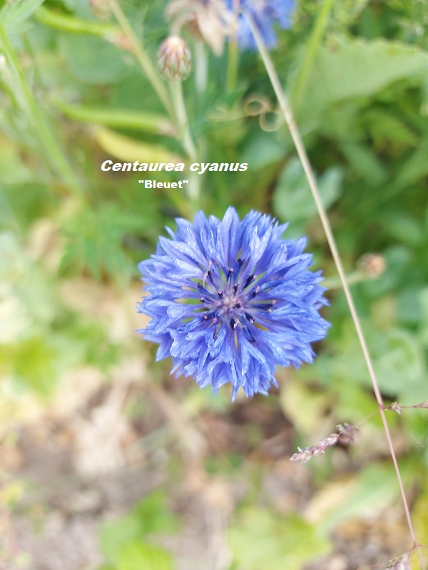 Photo Centaurea cyanus Charles MILLET Champagne Gabriel Boutet