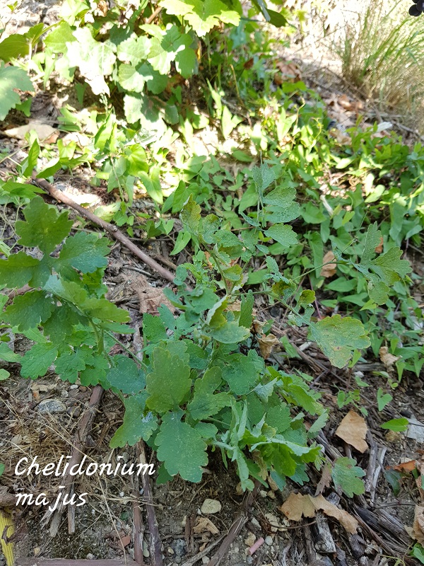 Photo Chelidonium majus Charles MILLET Champagne Gabriel Boutet