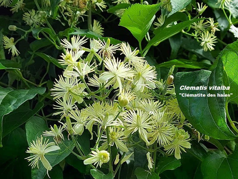 Photo Clematis vitalba Charles MILLET Champagne Gabriel Boutet