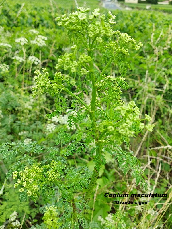 Photo Conium maculatum Charles MILLET Champagne Gabriel Boutet