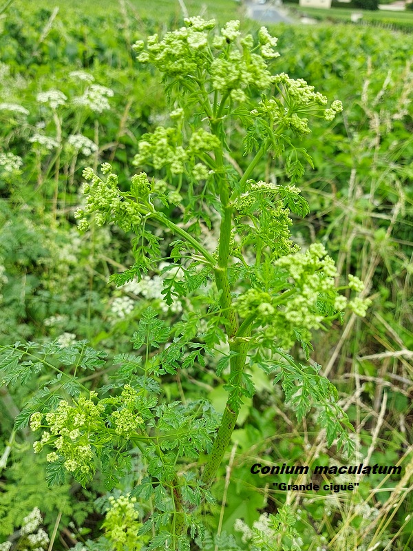 Photo Conium maculatum Charles MILLET Champagne Gabriel Boutet