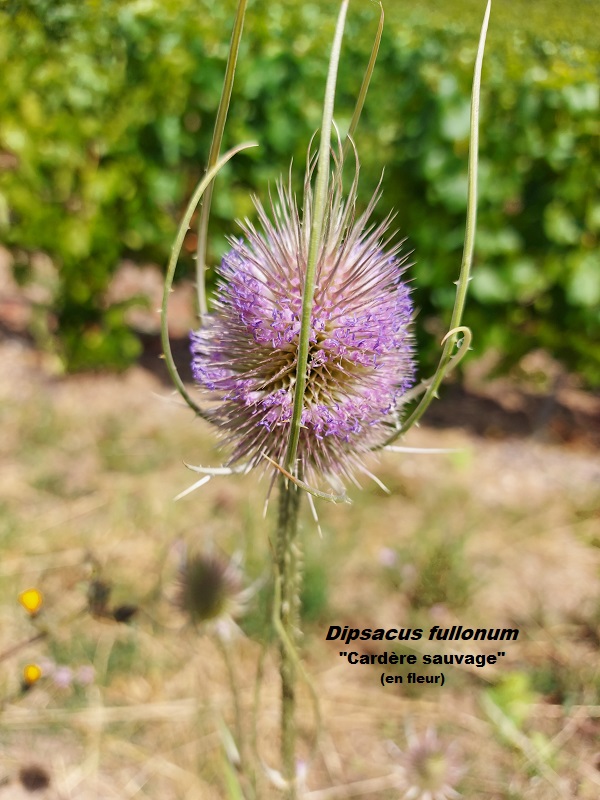 Photo Dipsacus fullonum Charles MILLET Champagne Gabriel Boutet