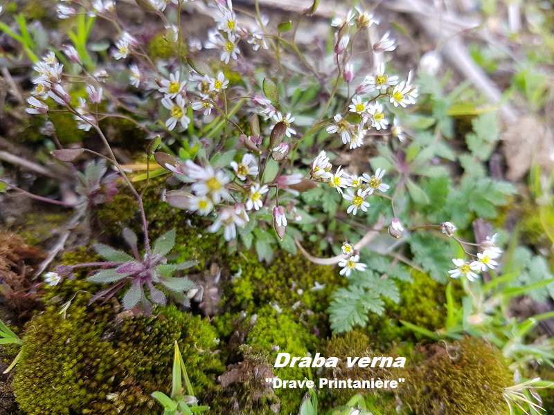 Photo Draba verna Charles MILLET Champagne Gabriel Boutet