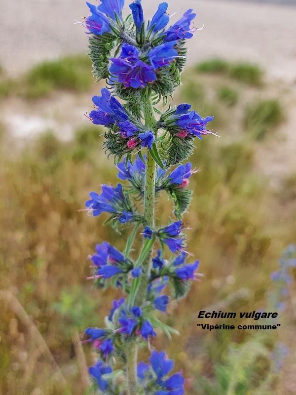 Photo Echium vulgare Charles MILLET Champagne Gabriel Boutet