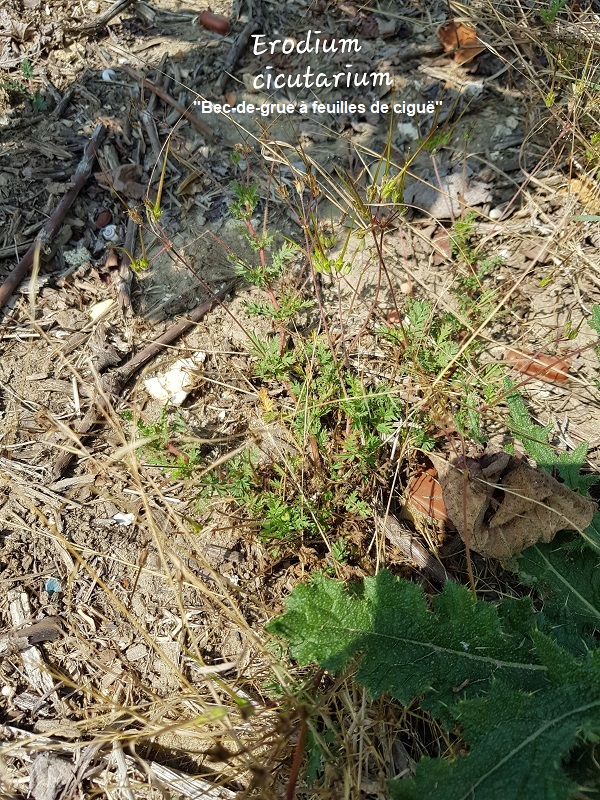 Photo Erodium cicutarium Charles MILLET Champagne Gabriel Boutet