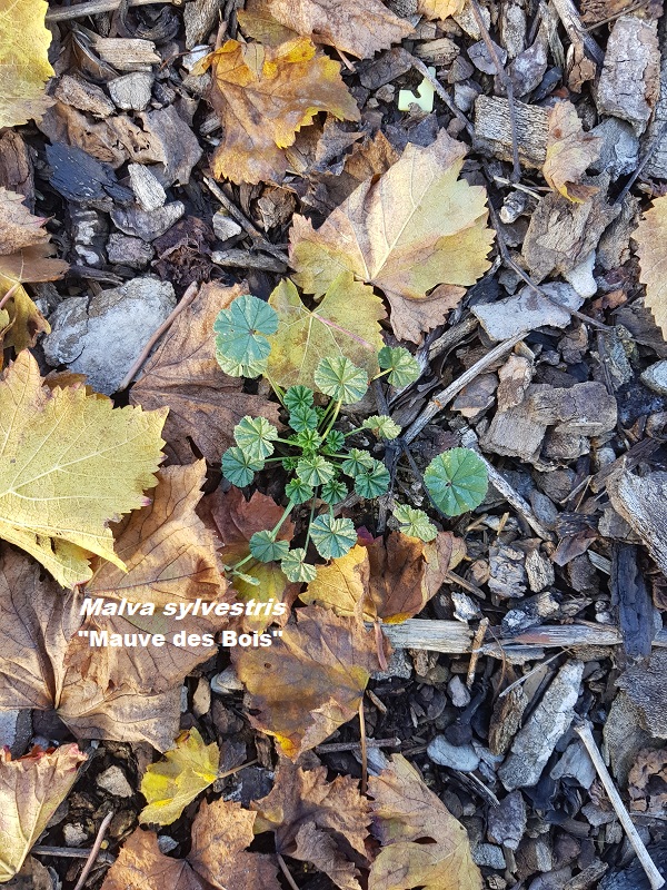 Photo Malva sylvestris Charles MILLET Champagne Gabriel Boutet