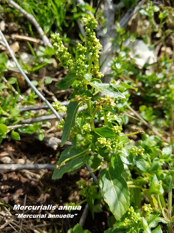 Photo Mercurialis annua Charles MILLET Champagne Gabriel Boutet