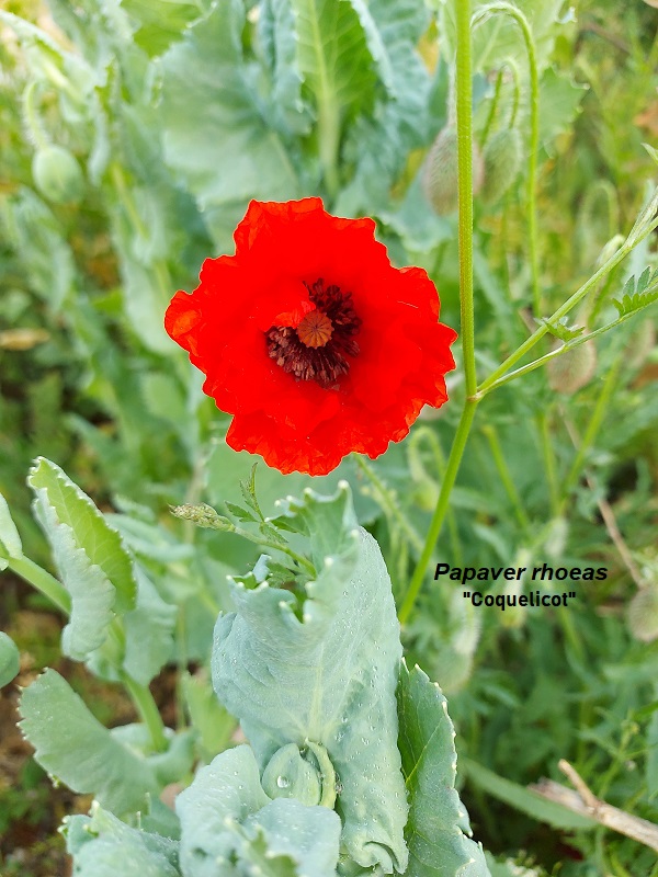 Photo Papaver rhoeas Charles MILLET Champagne Gabriel Boutet