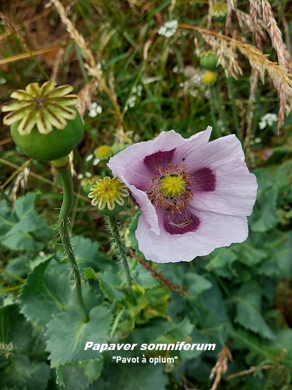 Photo Papaver somniferum Charles MILLET Champagne Gabriel Boutet