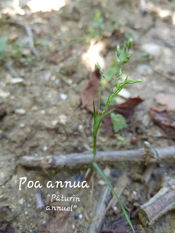 Photo Poa annua Charles MILLET Champagne Gabriel Boutet