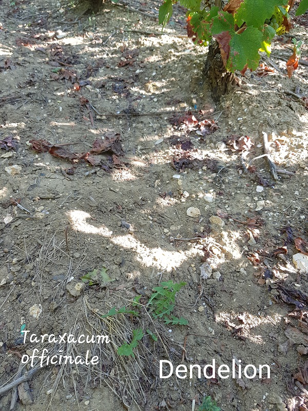 Photo Taraxacum officinale Charles MILLET Champagne Gabriel Boutet