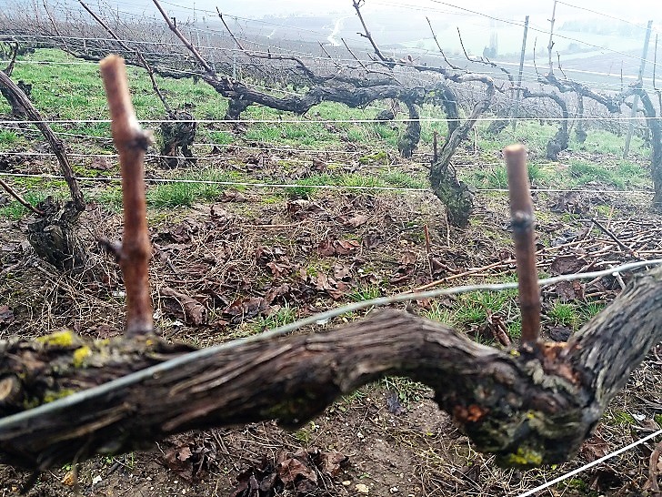 photo vigne après taille