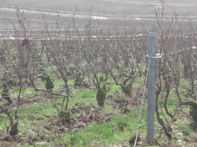 photo vigne avant taille