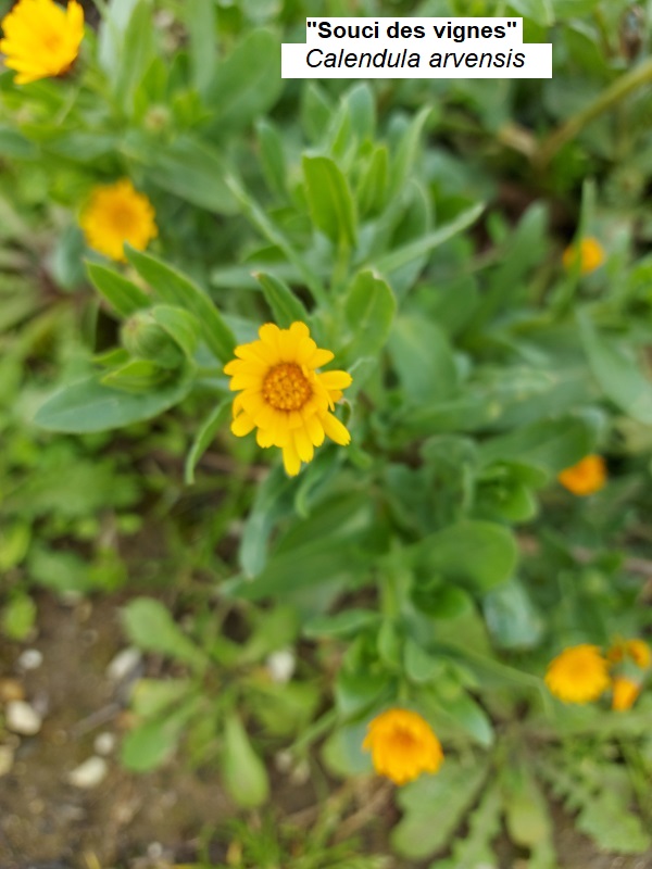 Calendula_officinalis.jpg