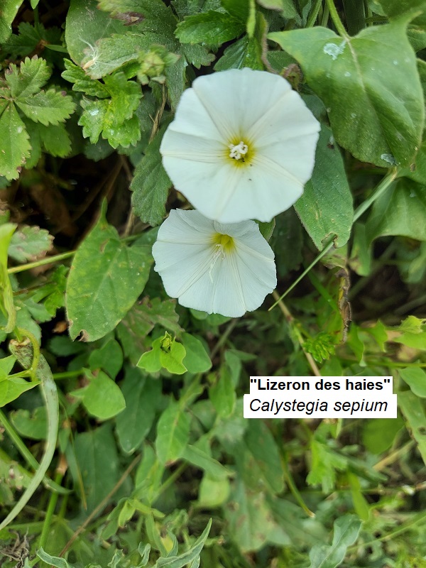 Calystegia sepium