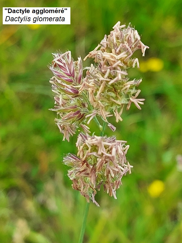 Dactylis_glomerata.jpg