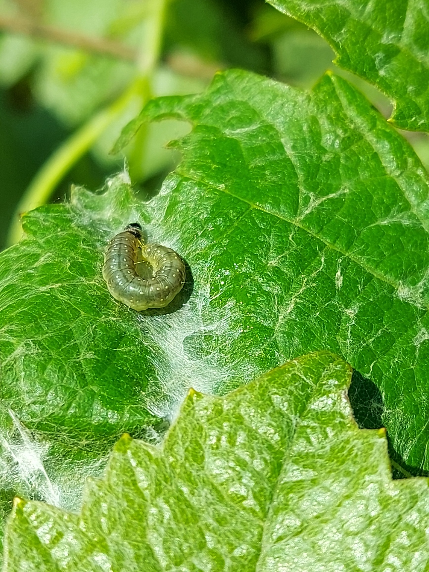 Image Pyrale de la Vigne 2