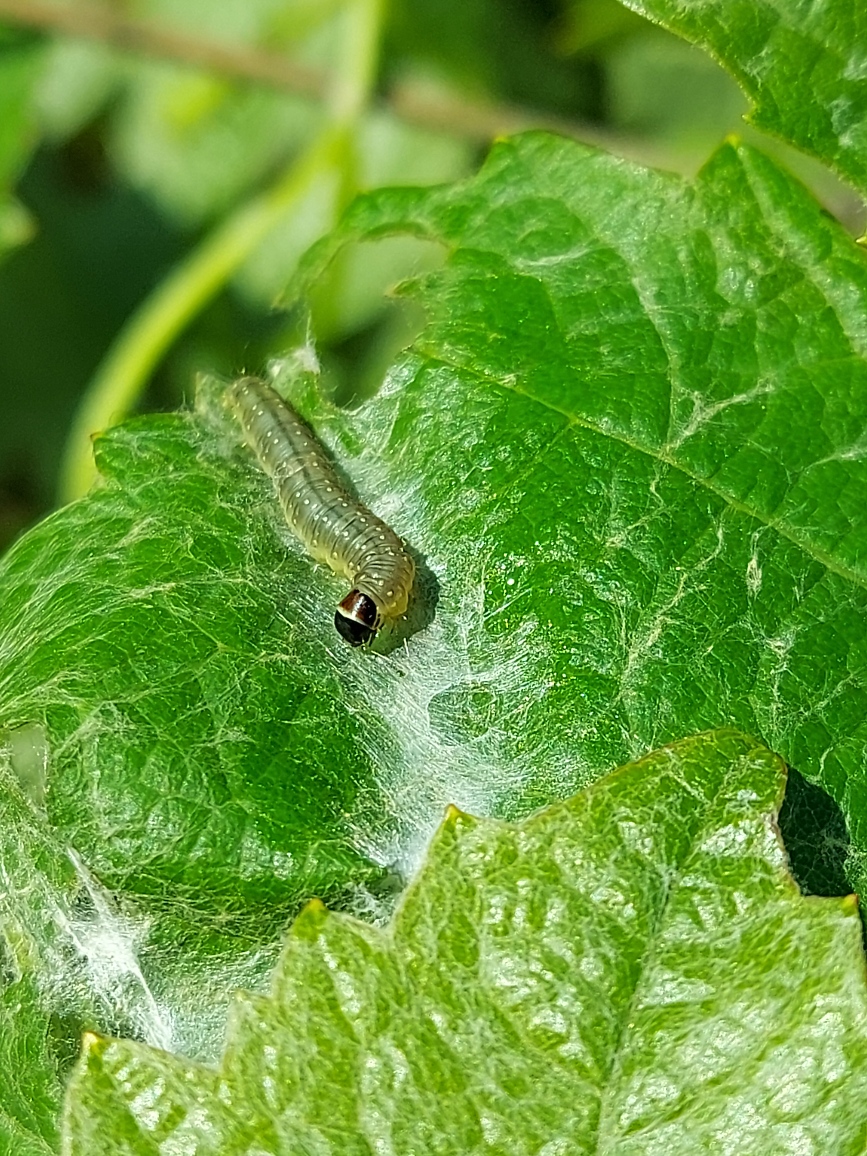 Image Pyrale de la Vigne 3