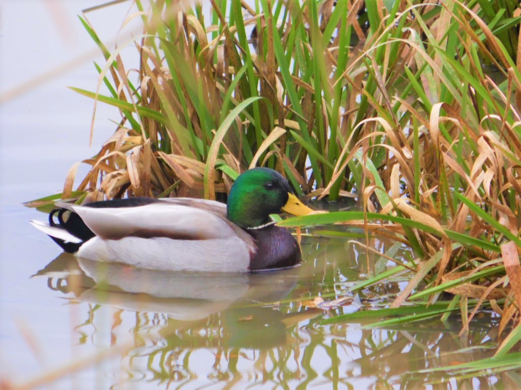 Lac du Der Canard colvert 2 DEC.2019 Charles MILLET