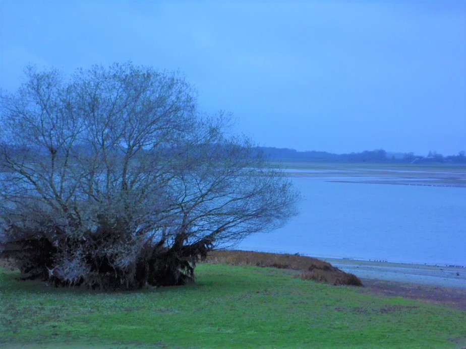 Lac du Der etiage dautomne 2 Charels Millet 12.2019