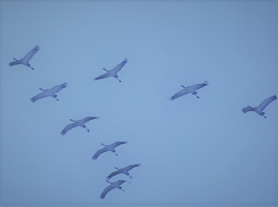 Les grues à Cumières