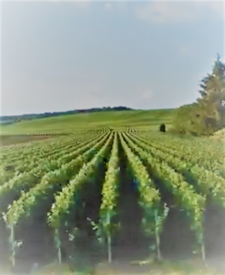 photo vignes floutées