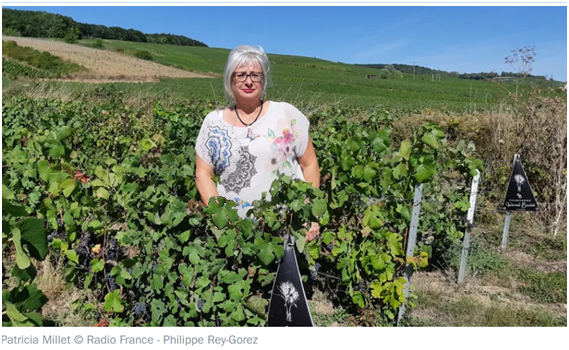 Patricia dans les vignes 2019 2