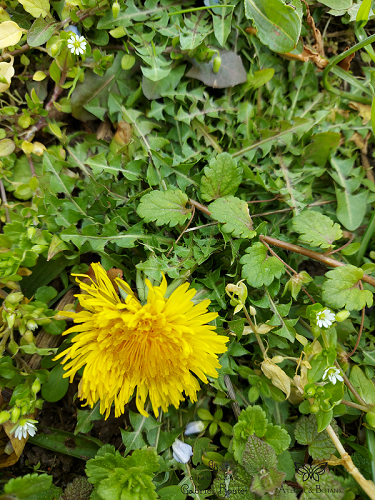 Photo plante Taraxacum officinale 2