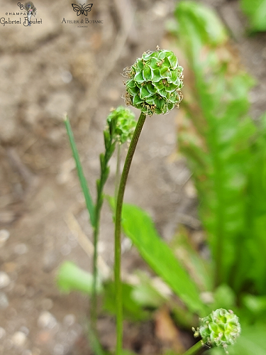 Photo plante Taraxacum officinale 3