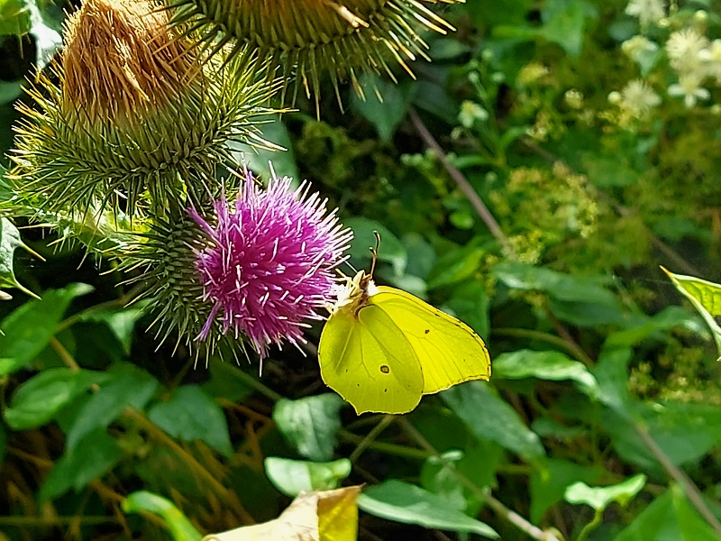 Photo site papillon biodiversité