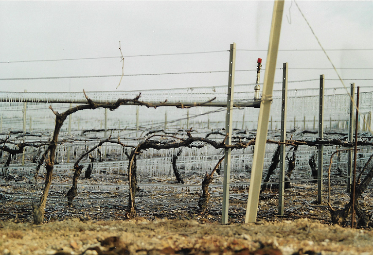 Photo vigne glacée 1