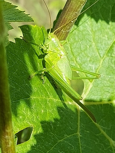 Photos sauterelle sur vigne