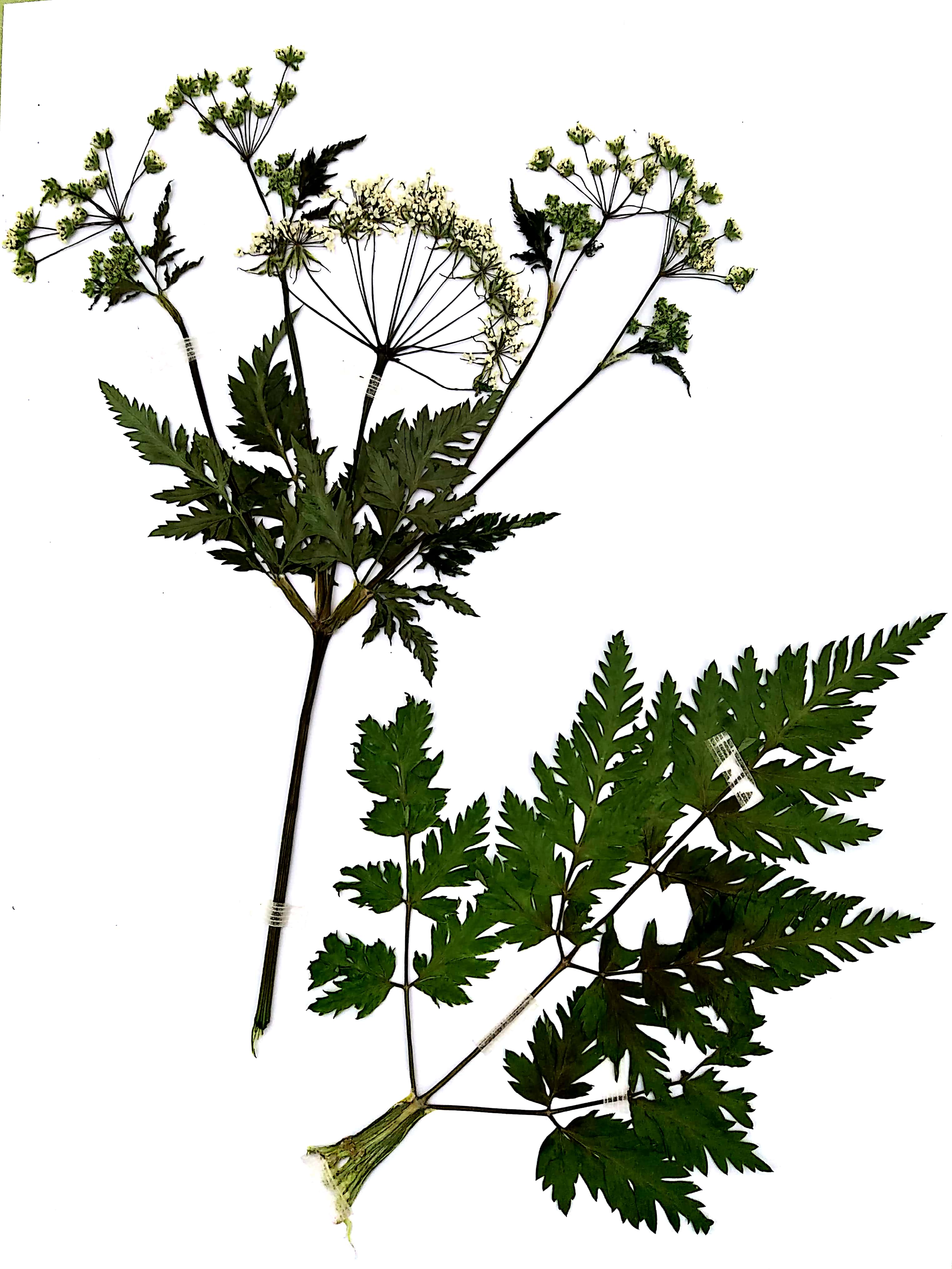 Planches Herbier 12 Grande ciguë