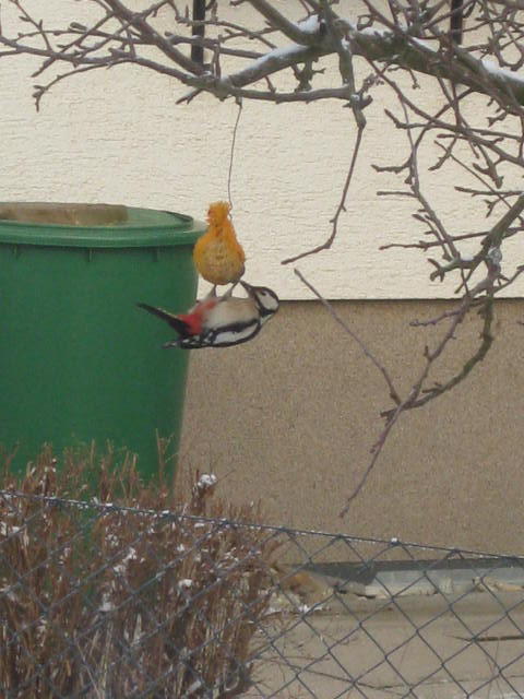 Specht sous la neige CUMIERES Champagne Gabrile Boutet