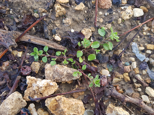 Stellaria media