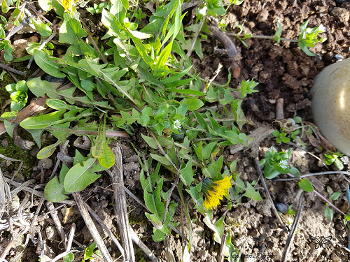 Taraxacum officinale 3