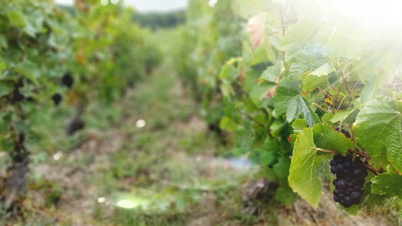 Des vendanges sauvages chez LVMH pour faire respecter la loi - La Revue du  vin de France