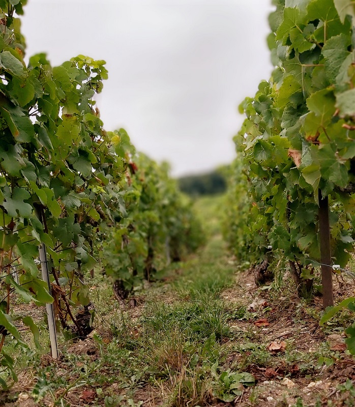 VIGNES VENDANGES EN CHAMPAGNE2