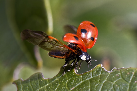 coccinelle