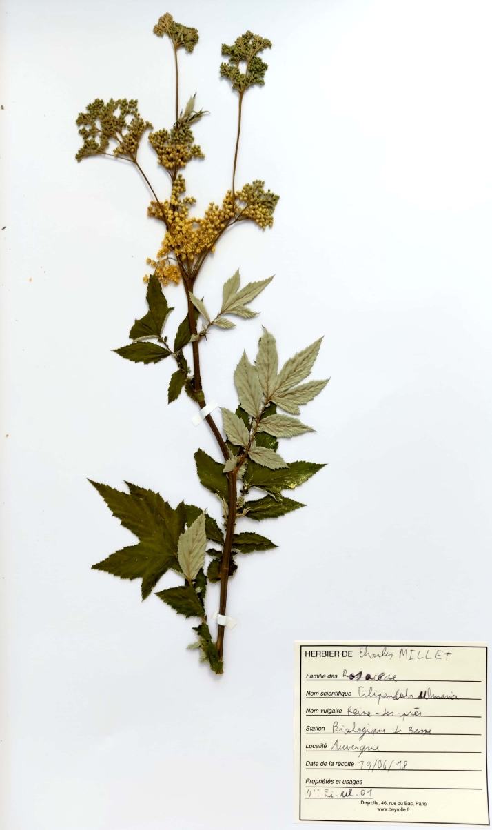 herbier reine des pres Charles MILLET