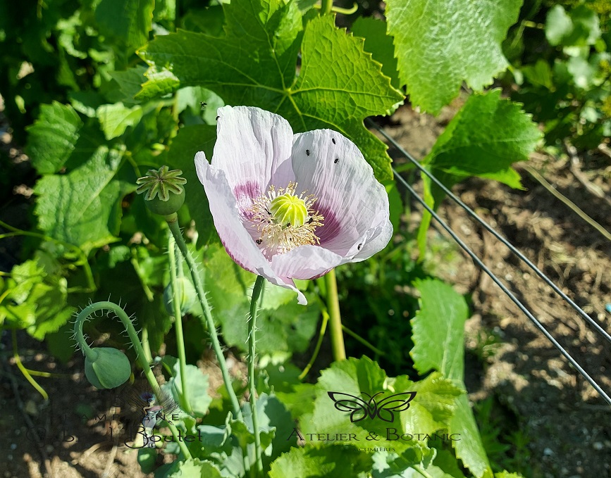 image-plantes_coquelicots_biodiversité-Charles_Millet.jpg