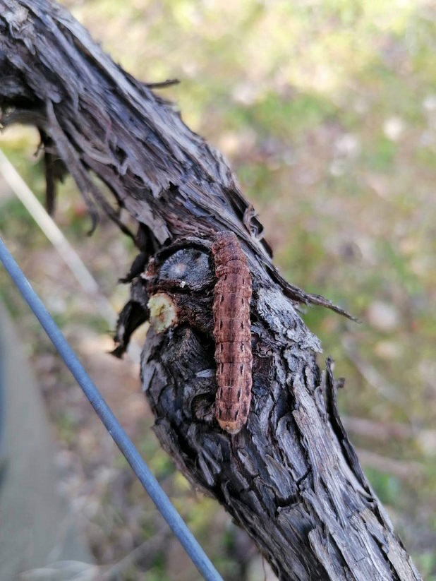 image faune vigne Noctuelle ravageur2