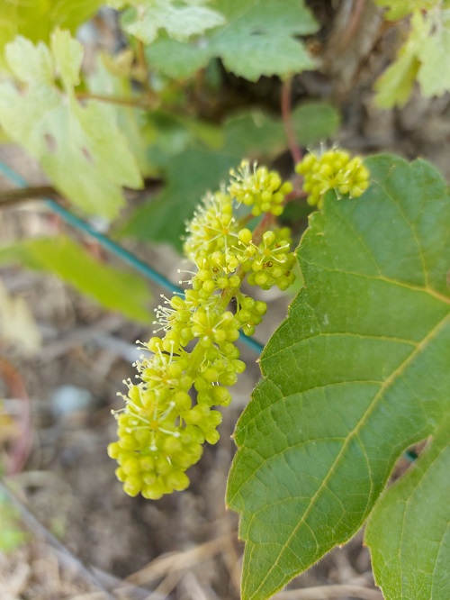 image fleur vigne américaine