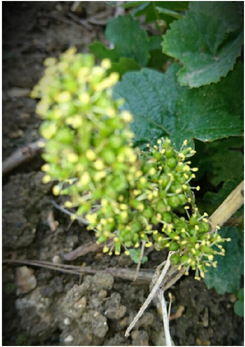 la vigne en fleur