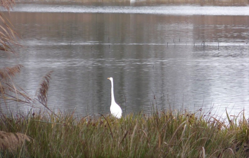 lac du Der aigrette2 dec 2019 Charles MILLET